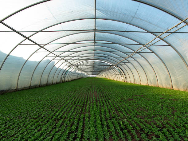 1-Acre High-Tunnel Galvanized Steel Greenhouse Installation with Drip Irrigation